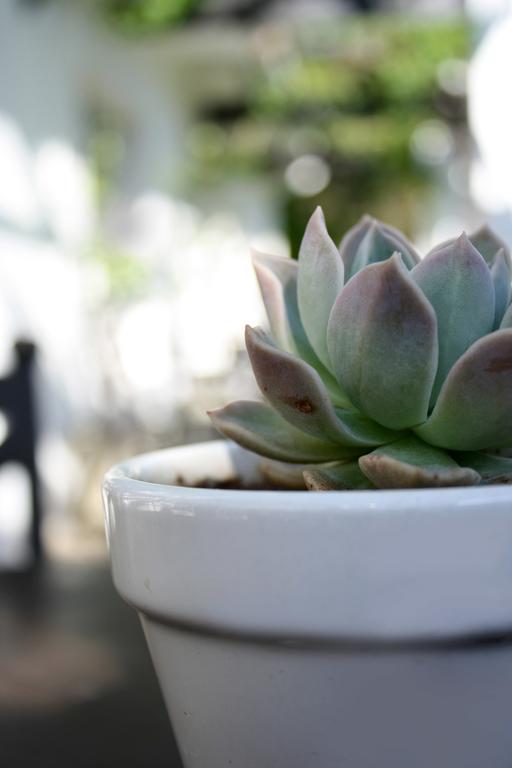Lemon & Lime Guesthouse Bloemfontein Luaran gambar